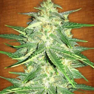 100 UND FEM - LEMON AK AUTO * FASTBUDS SEEDS FEMINIZADA 100 UND