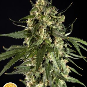 3 UND FEM - LEMON AUTO CBD * PHILOSOPHER 3 UND FEMINIZADAS