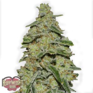 5 UND FEM - LEMON  CAKE * HEAVYWEIGHT SEEDS 5 UND FEMINIZADAS