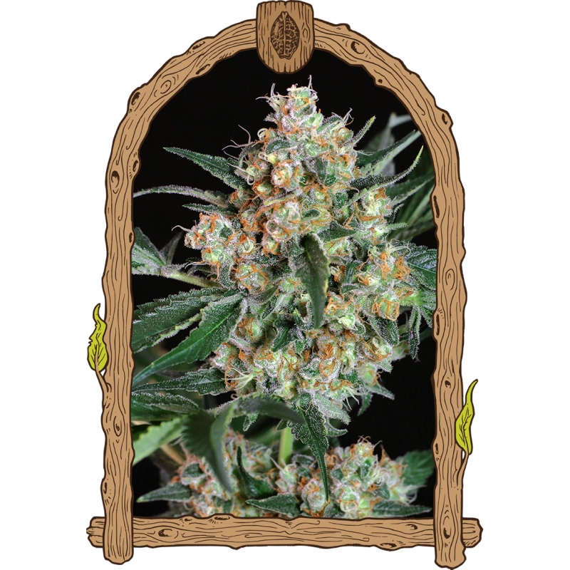 5 UND FEM - LEMON CANDY * EXOTIC SEED FEMINIZADA 5 UND