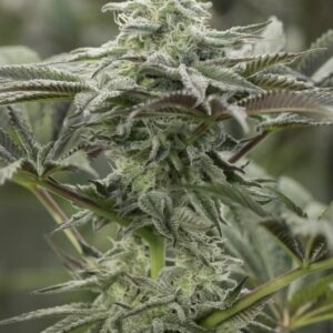 10 UND FEM - LEMON CITRON * HUMBOLDT 10 UND FEMINIZADAS