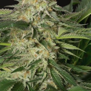 5 UND FEM - LEMON GARLIC OG * HUMBOLDT 5 UND FEMINIZADAS