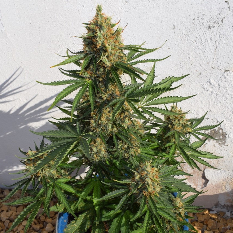 10 UND FEM - LEMON HAZE AUTO * EXPERT 10 UND FEMINIZADAS