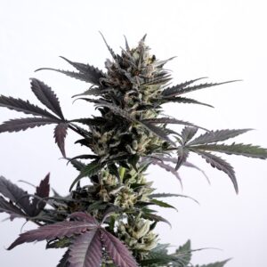 10 UND FEM - LEMON HAZE AUTO * KANNABIA 10 UND FEMINIZADAS