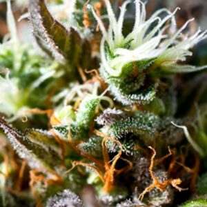 3 UND FEM - LEMON ICE 2,0 * RIPPER SEEDS 3 UND FEMINIZADAS