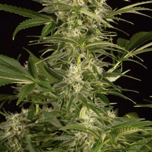 10 UND FEM - LEMON JUICE EXPRESS AUTO * HUMBOLDT SEEDS 10 UND FEM