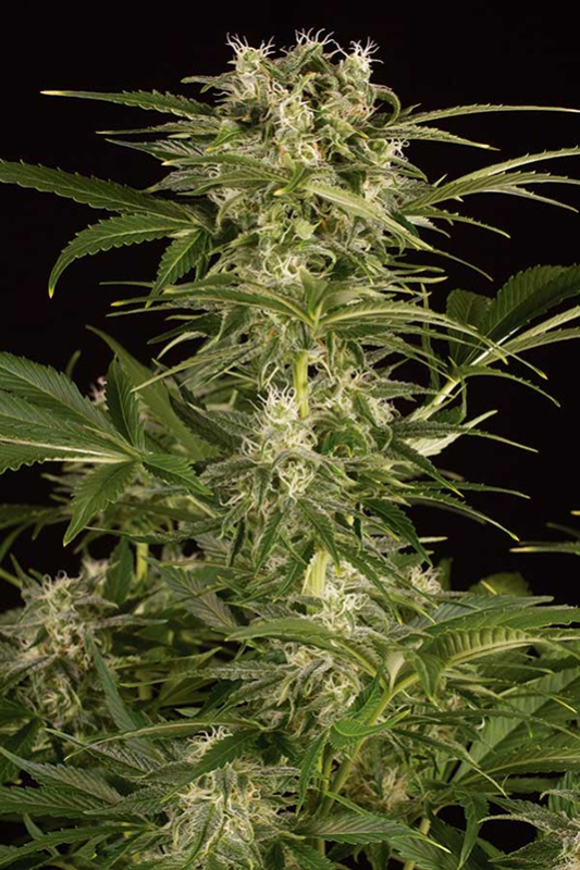 5 UND FEM - LEMON JUICE EXPRESS AUTO * HUMBOLDT SEEDS 5 UND