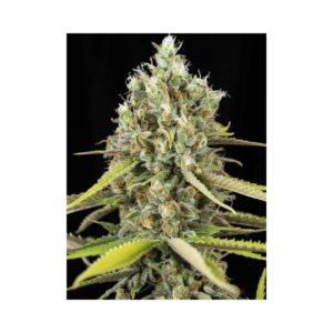 6 UND FEM - LEMON KING * EVA SEEDS 6 UND FEMINIZADAS