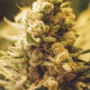 10 UND FEM - LEMON KUSH * FEMALE SEEDS 10 UND FEMINIZADAS
