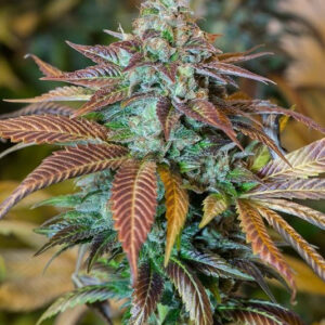 5 UND FEM - LEMON KUSH HEADBAND * HUMBOLDT 5 UND FEMINIZADAS