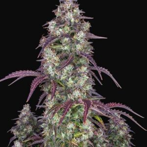 100 UND FEM - LEMON PIE AUTO * FASTBUDS SEEDS FEMINIZADA 100 UND