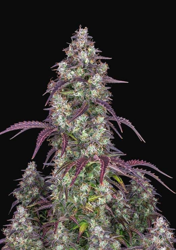 3 UND FEM - LEMON PIE AUTO * FASTBUDS SEEDS FEMINIZADA 3 UND
