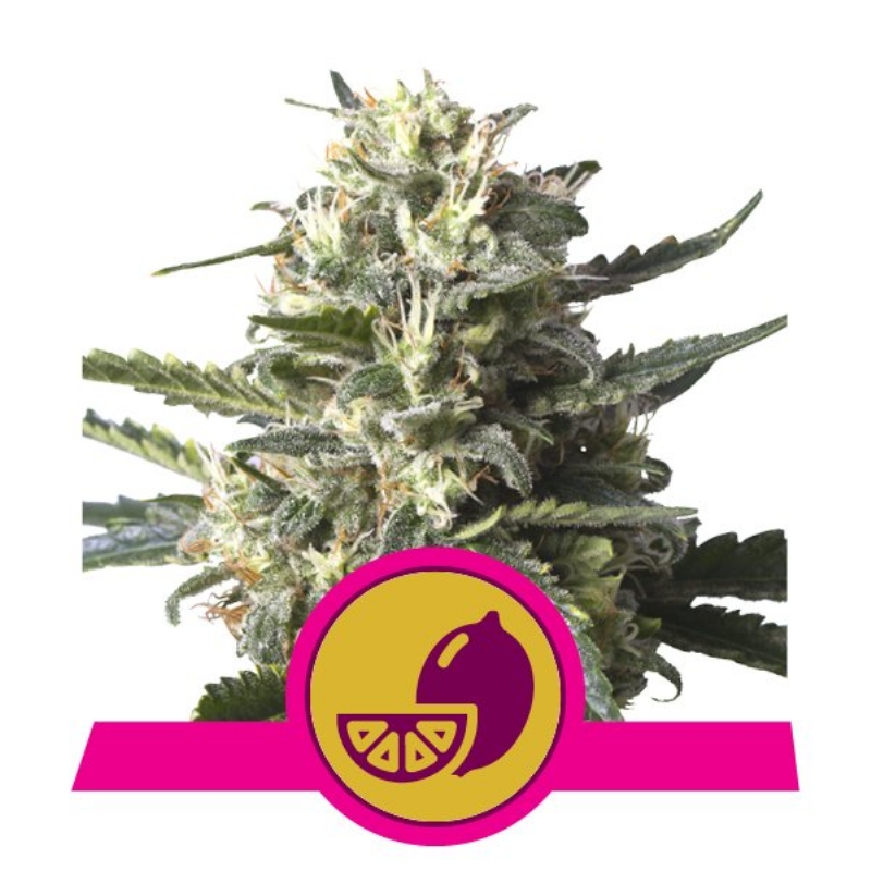 1 UND FEM - LEMON SHINING SILVER HAZE* ROYAL QUEEN FEMINIZADA 1 UND