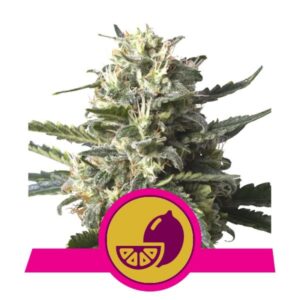 10 UND FEM - LEMON SHINING SILVER HAZE * ROYAL QUEEN FEMINIZADA 10 UND