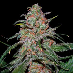 6 UND FEM - LEMON SKUNK * DNA GENETICS 6 UND FEMINIZADAS