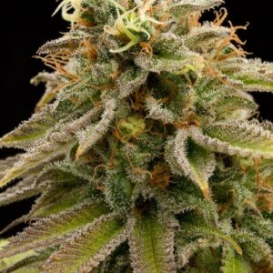 10 UND FEM - LEMON THAI KUSH  * HUMBOLDT SEEDS 10 UND FEM  FEMINIZADAS