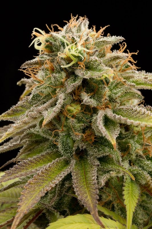 5 UND REG - LEMON THAI KUSH * HUMBOLDT 5 UND REGULARES