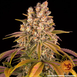 1 UND FEM - LEMON TREE  * BARNEY'S FARM 1 UND FEMINIZADAS