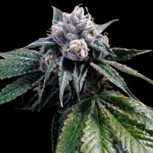 6 UND FEM - LEMON WALKER * DNA GENETICS GROW YOUR OWN 6 UND FEMINIZADAS