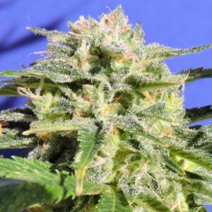 25 UND FEM - LEMONBERRY HAZE AUTO * ORIGINAL SENSIBLE 25 UND FEMINIZADAS