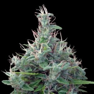 10 UND REG - LEBANESE  * ACE SEEDS 10 UND REGULARES