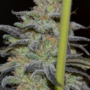 3 UND FEM - LILLY * ORIGINAL DELICATESSEN 3 UND FEMINIZADAS