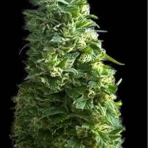 10 UND FEM - LIME SKUNK * BULK SEED 10 UND FEM