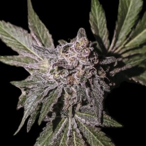5 UND FEM - LIMON HAZE * EXCLUSIVE SEEDS 5 UND FEM