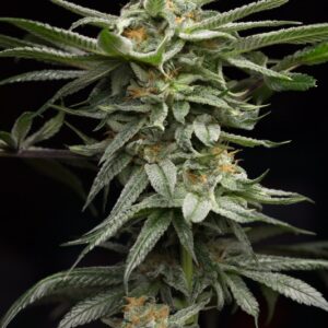 5 UND FEM - LINGERIE  * HUMBOLDT SEEDS 5 UND FEMINIZADAS