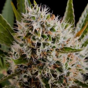 5 UND FEM - LITHIUM OG KUSH * NIRVANA 5 UND FEMINIZADAS
