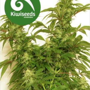5 UND FEM - LITTLE DIPPER AUTOFLOWERING * KIWISEEDS 5 UND FEMINIZADAS