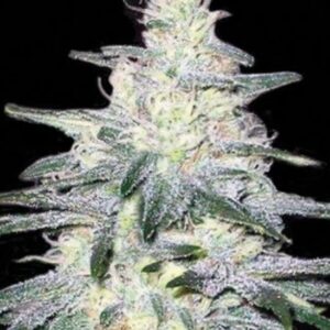 5 UND FEM - LOCOMOTIVE * BULK SEED 5 UND FEM
