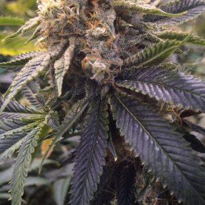 10 UND FEM - LOST COAST HASHPLANT * HUMBOLDT SEEDS 10 UND FEM  FEMINIZADAS