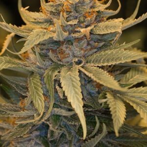 5 UND FEM - LOST COAST OG * HUMBOLDT SEEDS 5 UND FEMINIZADAS