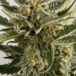 5 UND FEM - LOST COAST  SKUNK AUTO * HUMBOLDT 5 UND FEM