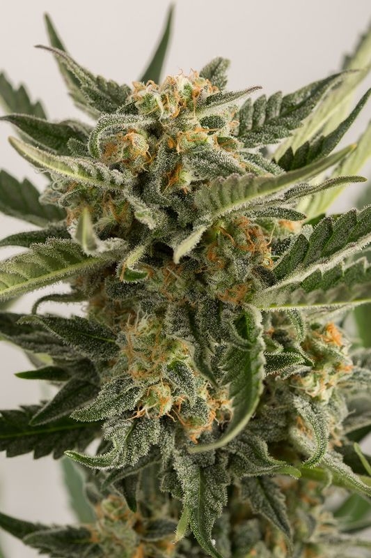 5 UND FEM - LOST COAST  SKUNK AUTO * HUMBOLDT 5 UND FEM