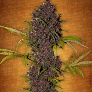 3 UND FEM - LSD-25 * FASTBUDS SEEDS FEMINIZADA 3 UND