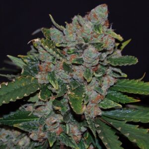 5 UND FEM - M.O.B. * T.H. SEEDS 5 UND FEMINIZADAS