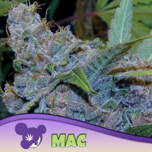 5 UND FEM - MAC * ANESIA SEEDS 5 FEMINIZADAS