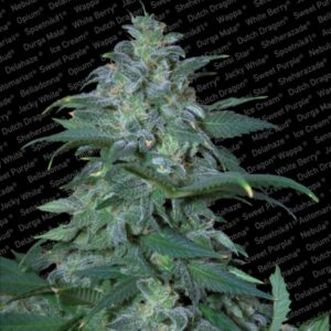 5 UND FEM - MAGIC BUD  * PARADISE SEEDS 5 UND FEMINIZADAS