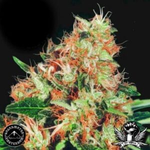 10 UND REG - MAGNOLIAN INDICA  * SAGARMATHA REGULARES 10 UND