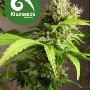5 UND FEM - MAKO HAZE * KIWISEEDS 5 UND FEMINIZADAS