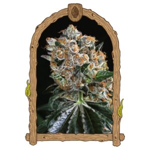 10 UND FEM - MALASA�A COOKIES * EXOTIC SEED FEMINIZADA 10 UND