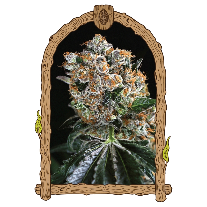 3 UND FEM - MALASA�A COOKIES * EXOTIC SEED FEMINIZADA 3 UND