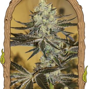 5 UND FEM - MALASA�A GELATO * EXOTIC SEED FEMINIZADA 5 UND