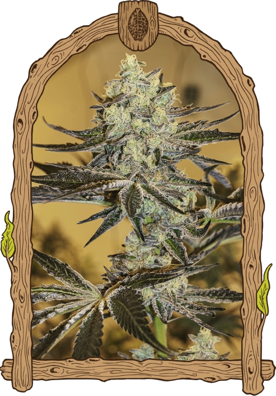 3 UND FEM - MALASA�A GELATO * EXOTIC SEED FEMINIZADA 3 UND