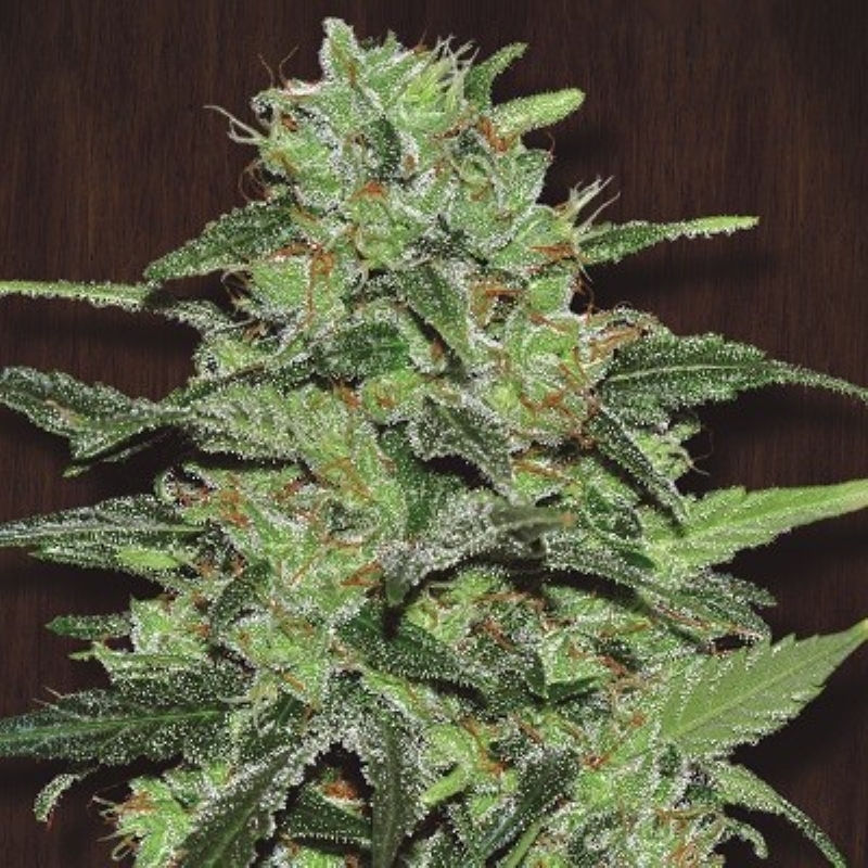 5 UND REG - MALAWI * ACE SEEDS 5 UND REGULARES