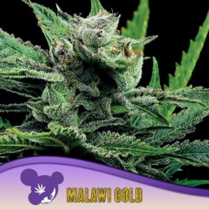 3 UND FEM - MALAWI GOLD * ANESIA SEEDS 3 FEMINIZADAS