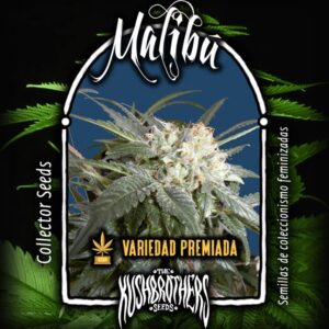 10 UND FEM - MALIBU * THE KUSH BROTHERS SEEDS 10 UND FEMINIZADA