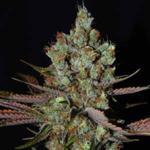 5 UND FEM - MALTEZERZ * G13 LABS SEEDS 5 FEMINIZADAS